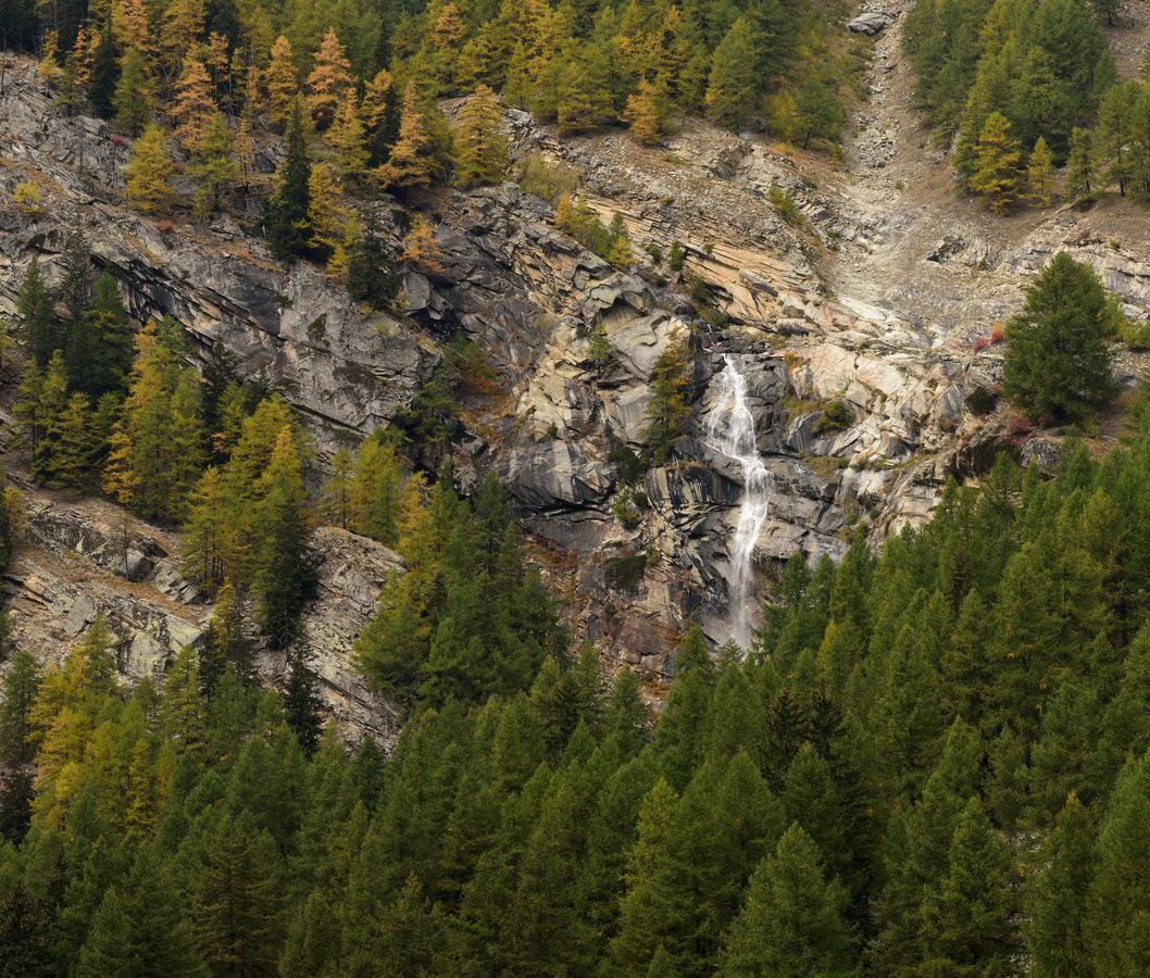 Paradisia * Cogne