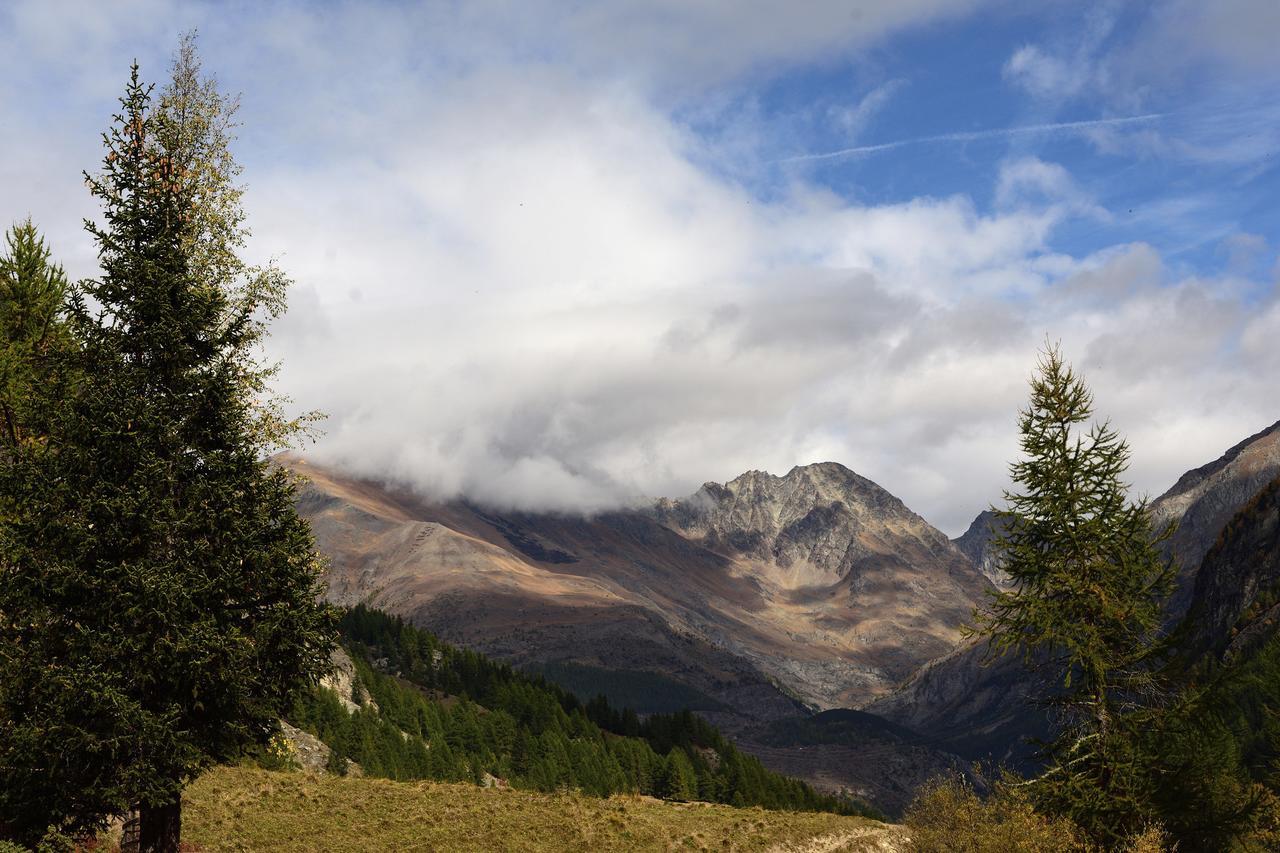 Paradisia Cogne